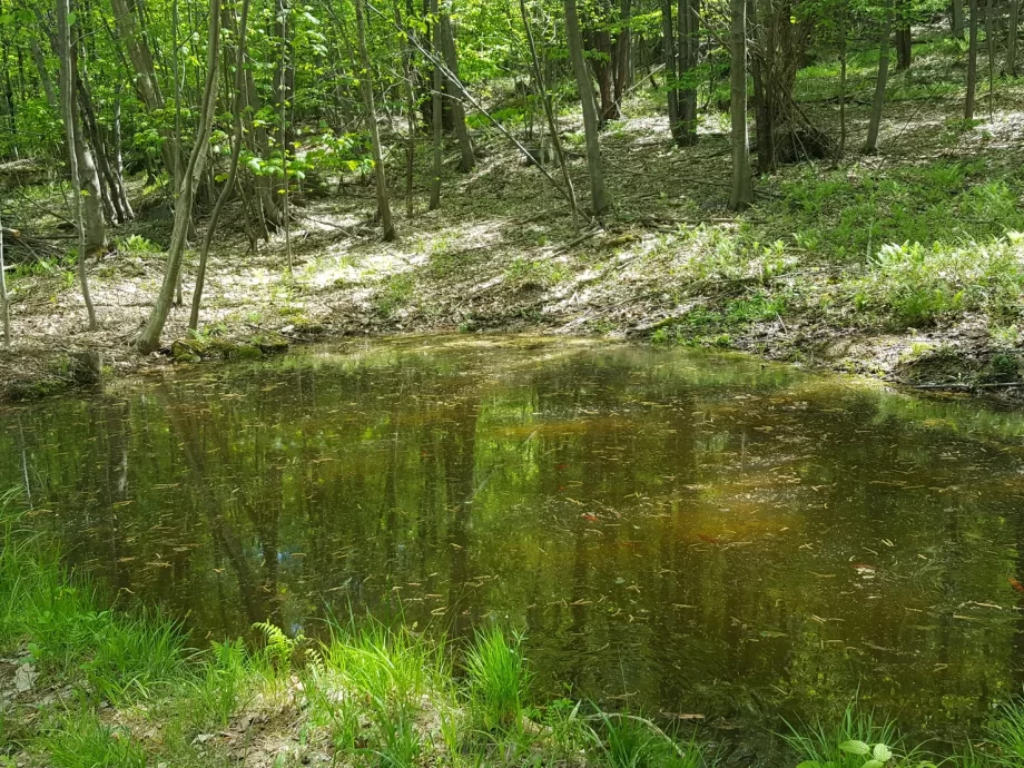 Pond at Clarion Heights Campground, Johnsonburg, PA